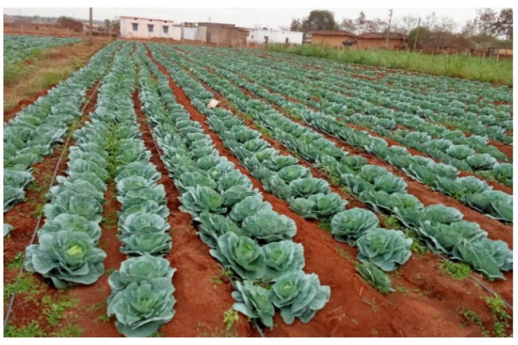 साग-सब्जी की खेती से महेश्वरी यादव की माली हालत हुई बेहतर