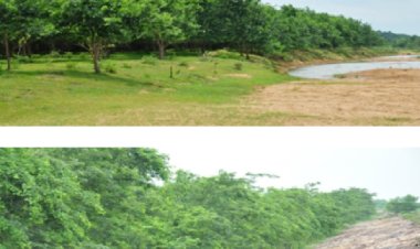 प्रदेश में 4 सालों में नदी तट के 4 हजार से अधिक हेक्टेयर रकबा हरीतिमा से आच्छादित